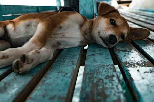 Understanding Canine Communication
