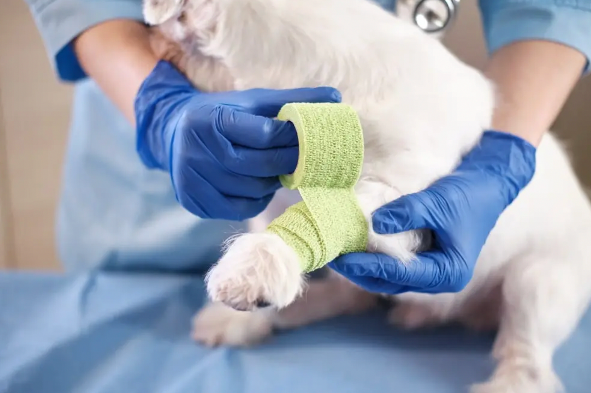 Veterinary Supplies