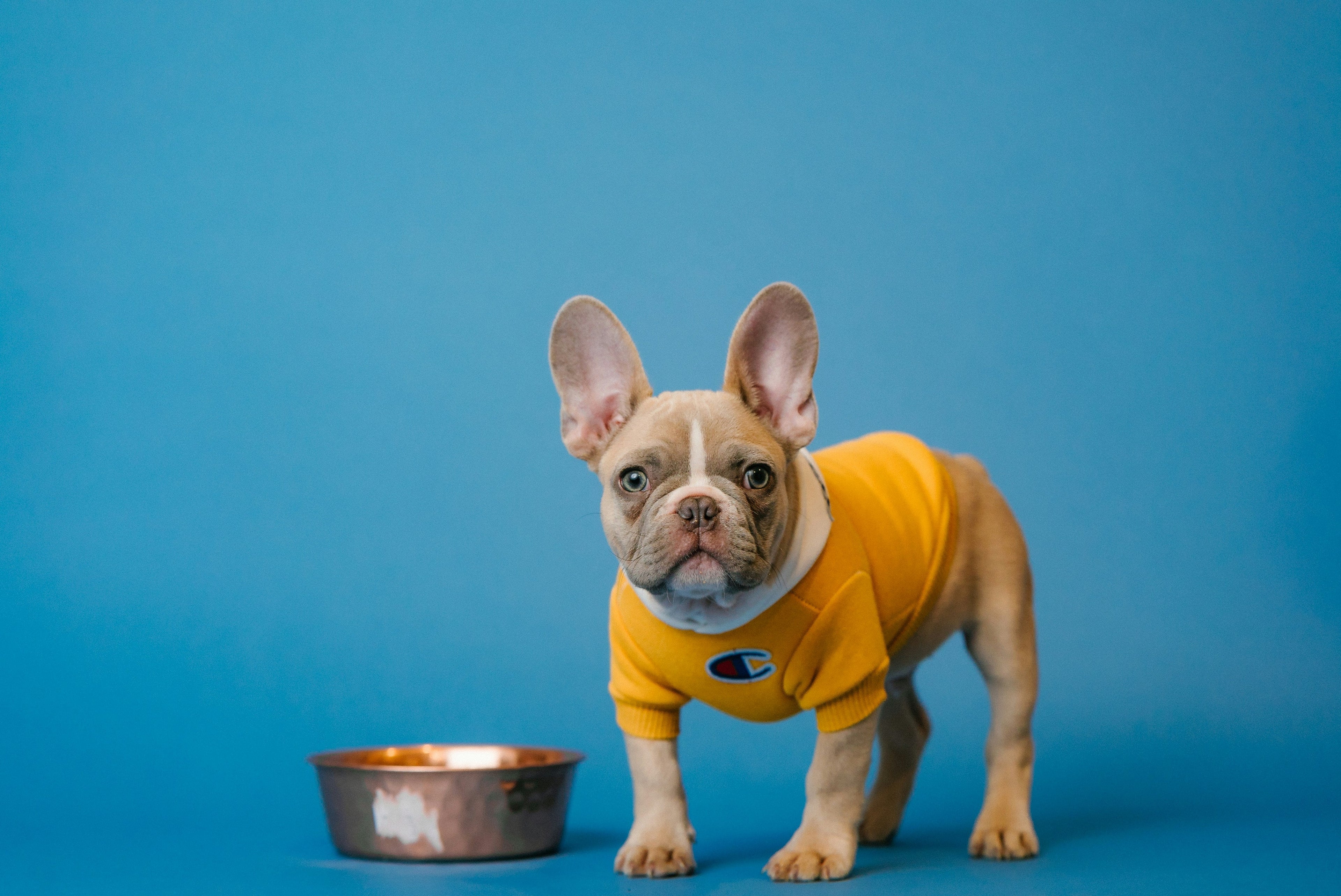 Wet Dog Food