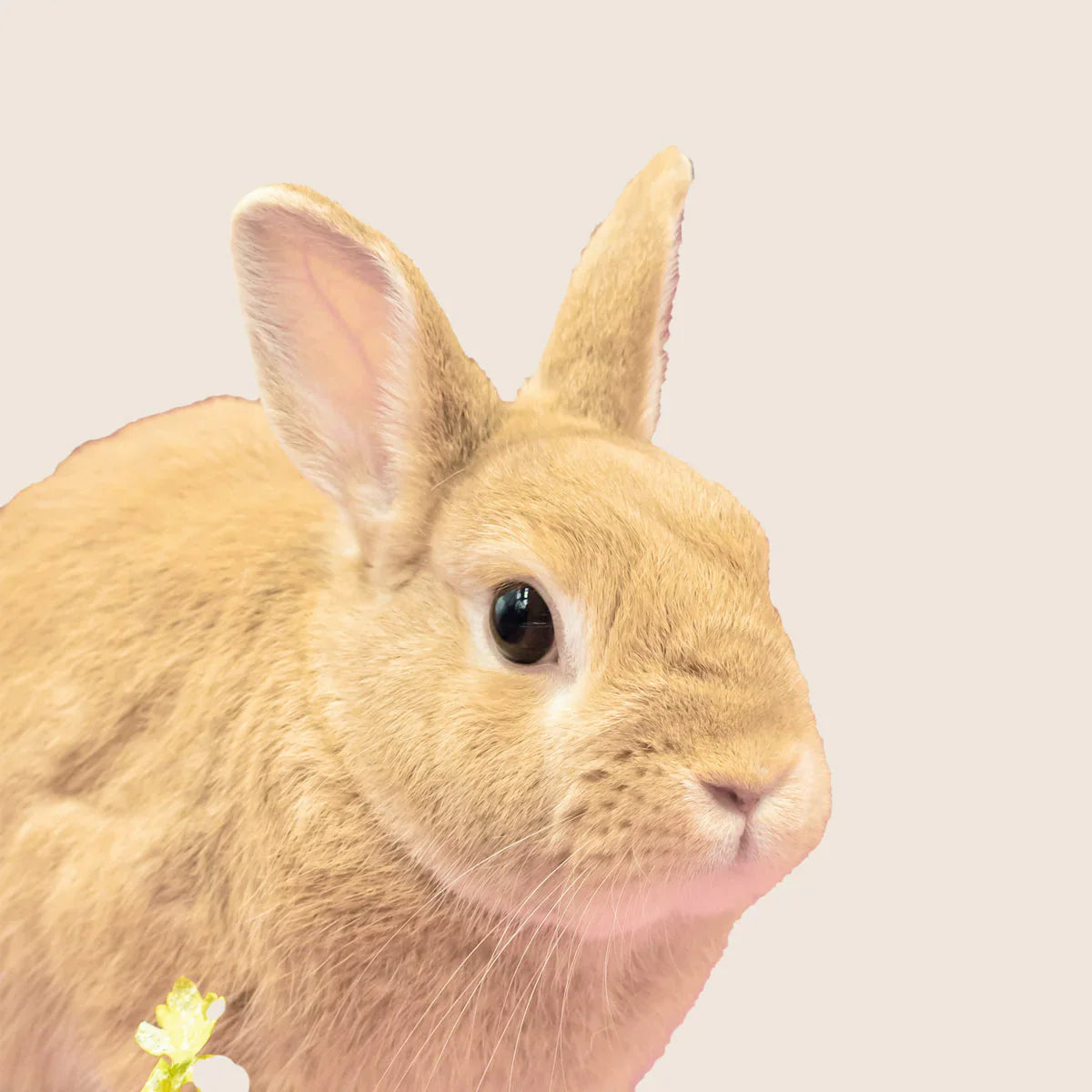 Small Animals